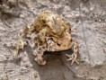 /album/my-local-birding-gallery/courting-toads-today-jpg/